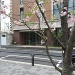 TOEIC会場と桜